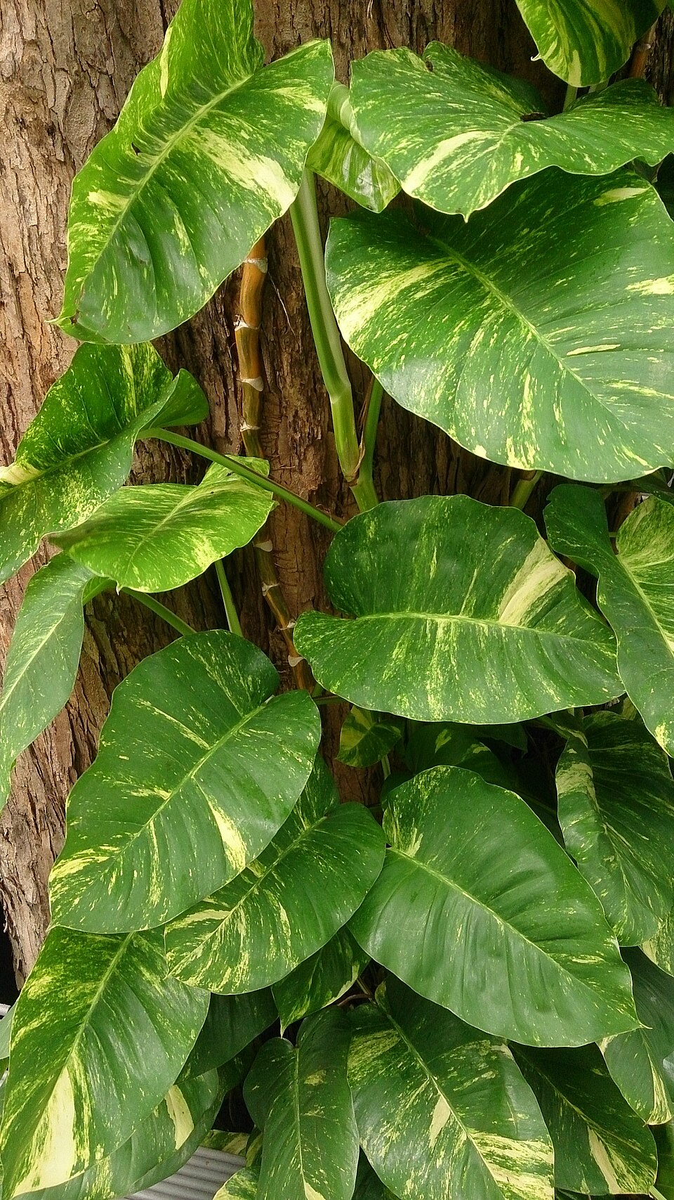 Golden pothos plant