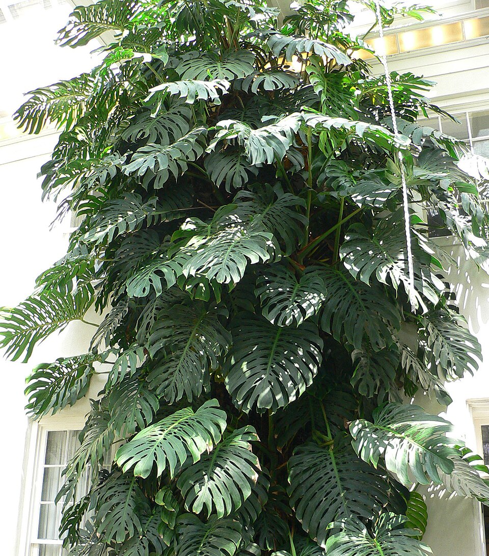 Monstera deliciosa plant