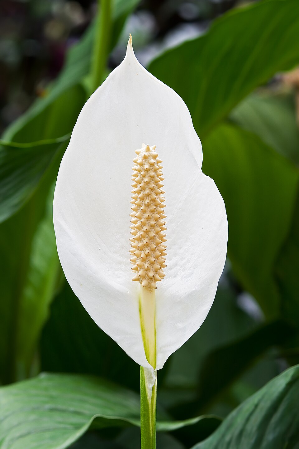 Peace lily plant